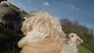 Gopro Stumpy Buckley Dandie Dinmont Terrier And Frankie Freeman Cocker Spaniel Walkies Fun