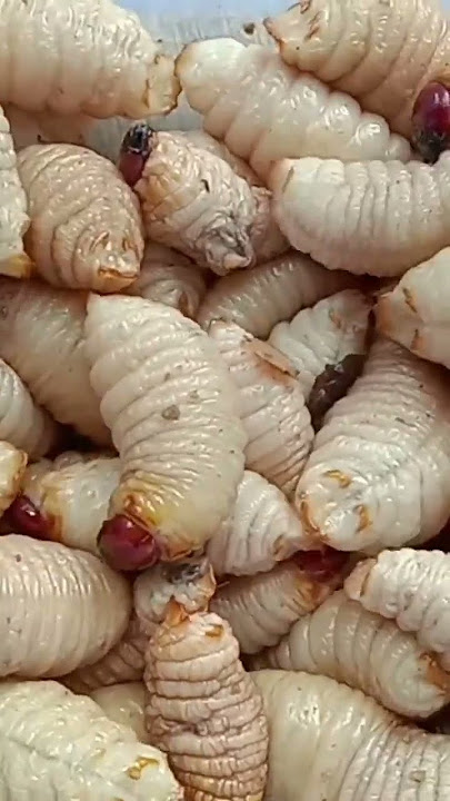 Suara Ulat Sagu #kalimantanbarat