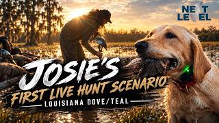 Building The Ultimate Duck Dog // Josie's First Live Hunt Scenario // Dove/Teal Season