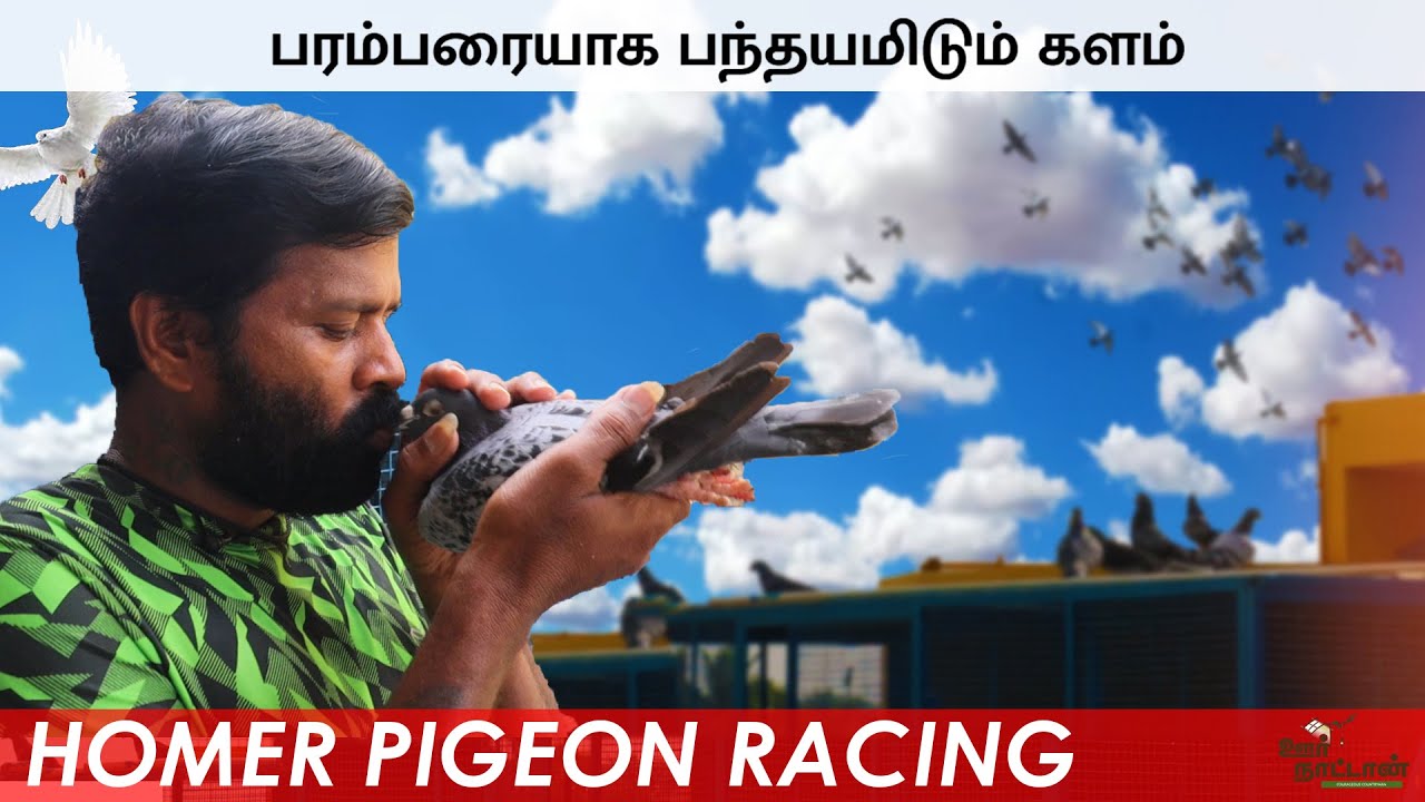 பந்தயத்திற்கு  தயாராகும் புறாக்கள்   | Race Pigeon Training | Oor Naattan