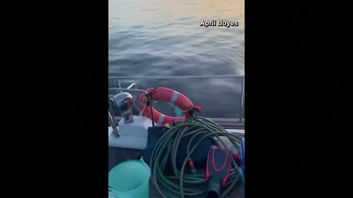 Orcas appear to be attacking boats intentionally