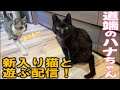 道端ハナちゃんを紹介&あとはゴロー遊びまくる予定