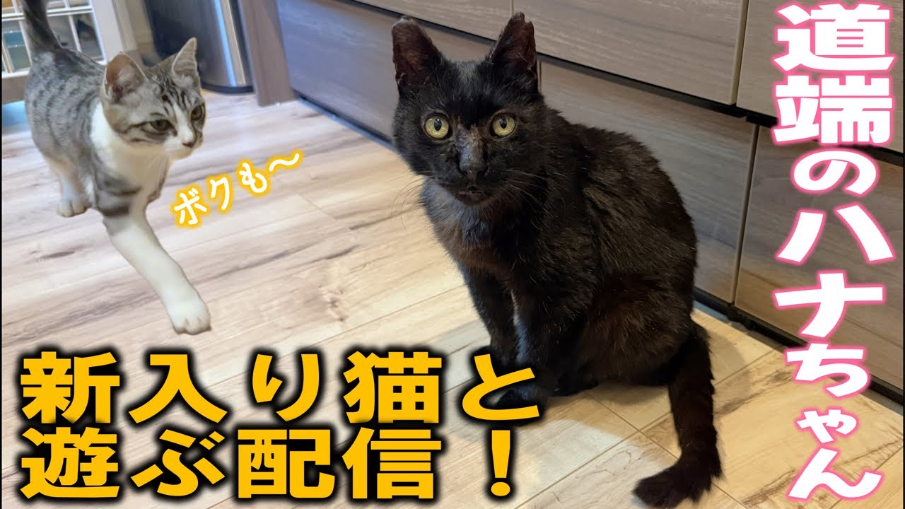 道端ハナちゃんを紹介&あとはゴロー遊びまくる予定
