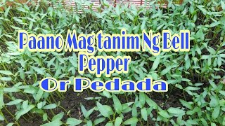 Part-1 Paano Mag Tanim Ng Bell Pepper Or Pedada
