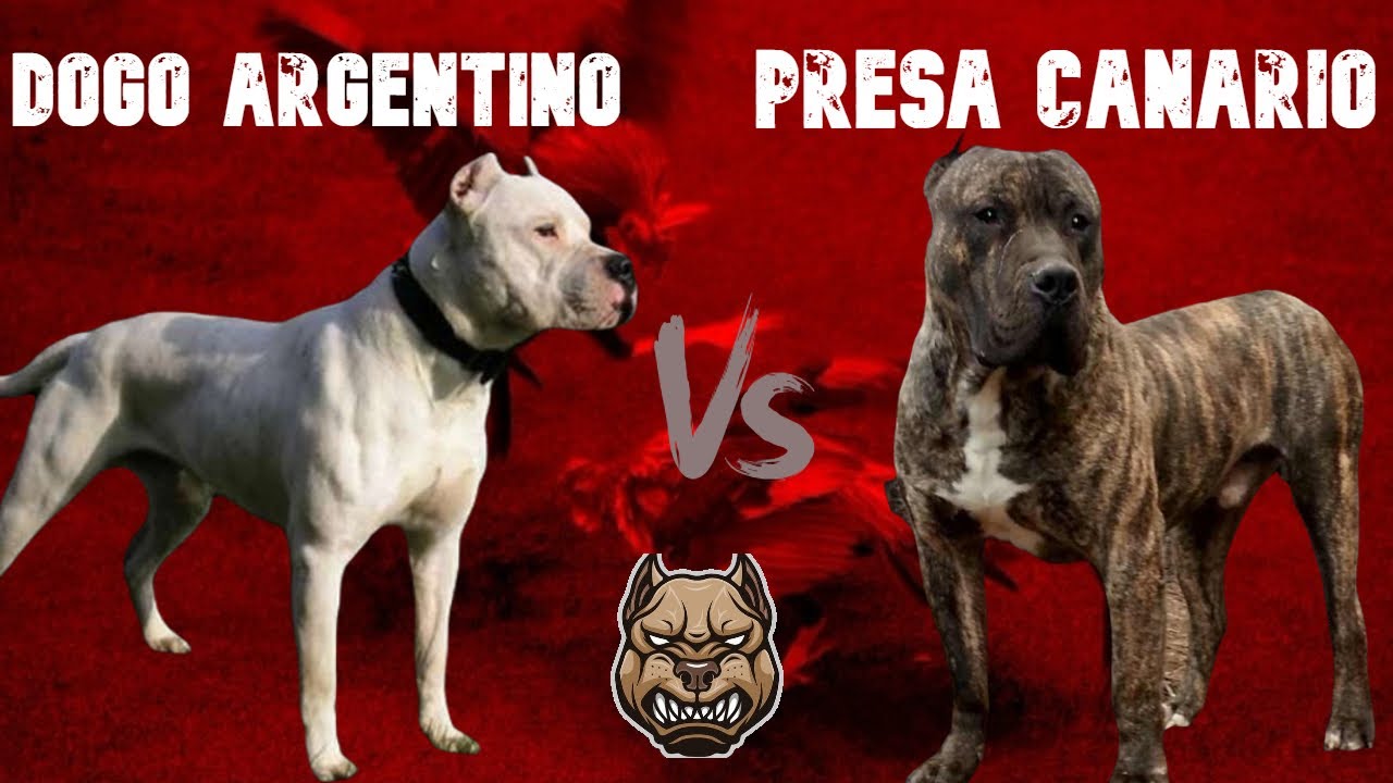 Dogo Argentino vs Presa Canario: características de lucha 🔥
