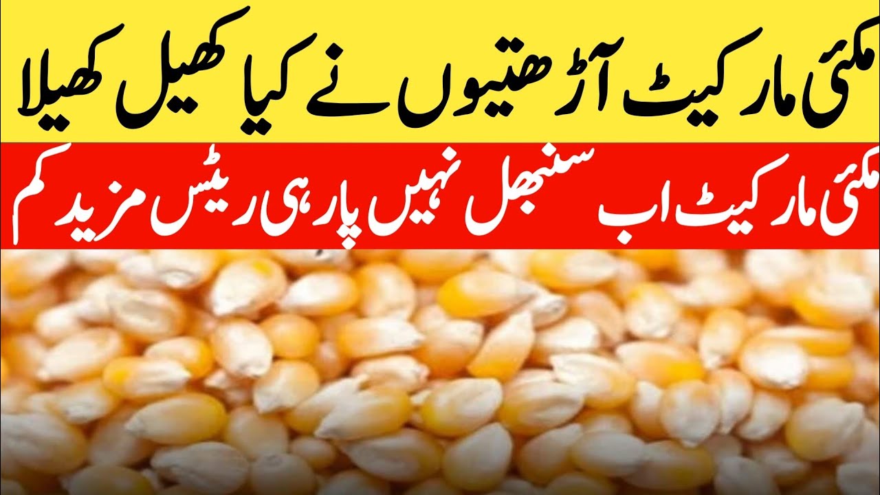 breaking news/wheat price today in punjab/2024 گندم کا ریٹ/ Makki ka rate today punjab