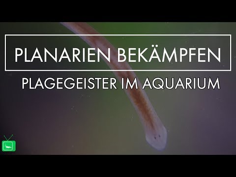 Plagegeister im Aquarium - Planarien, Wie bekämpfe ich Sie? - LEICHT ERKLÄRT | GarnelenTv