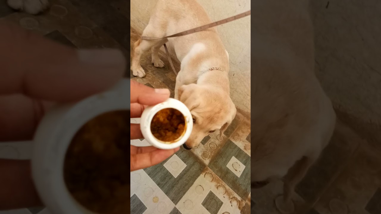 chewing control DIY toy for my Little puppy, no more chewing with food stuffed home made toy