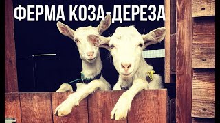 Ферма "Коза-Дереза". Красноярск