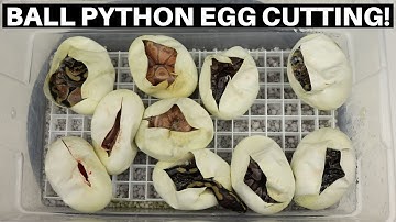 Ball Python Egg Cutting! Coral Glow Cinnamon Chocolate Clutch - Benjamin
