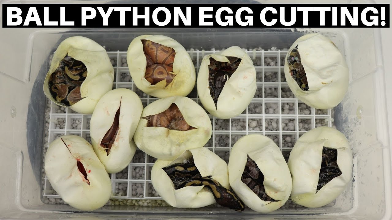Ball Python Egg Cutting! Coral Glow Cinnamon Chocolate Clutch - Benjamin's Exotics