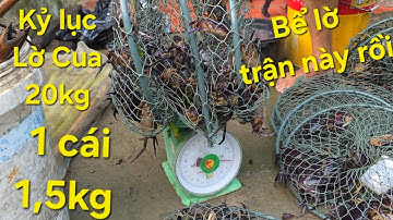 Lờ cua Khổng Lồ ra trận. Bầy cua khủng chén nhau vào đen lờ, cứng lờ luôn | Săn bắt SÓC TRĂNG |