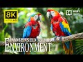 8K  IMMERSED WILD ENVIRONMENT🐾Discovery Scenic Relaxation Splendid Wild with Relaxing Piano Music