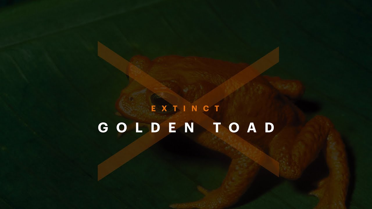 Extinct Golden Toads