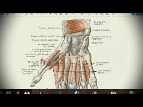 Анатомия с АВ. Мышцы предплечья и кисти.