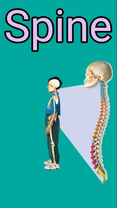 spine-meaning-in-hindi-with-photo