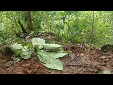 cara pikat kecial kuning yg gacor di alam. 💯% pasti dpt