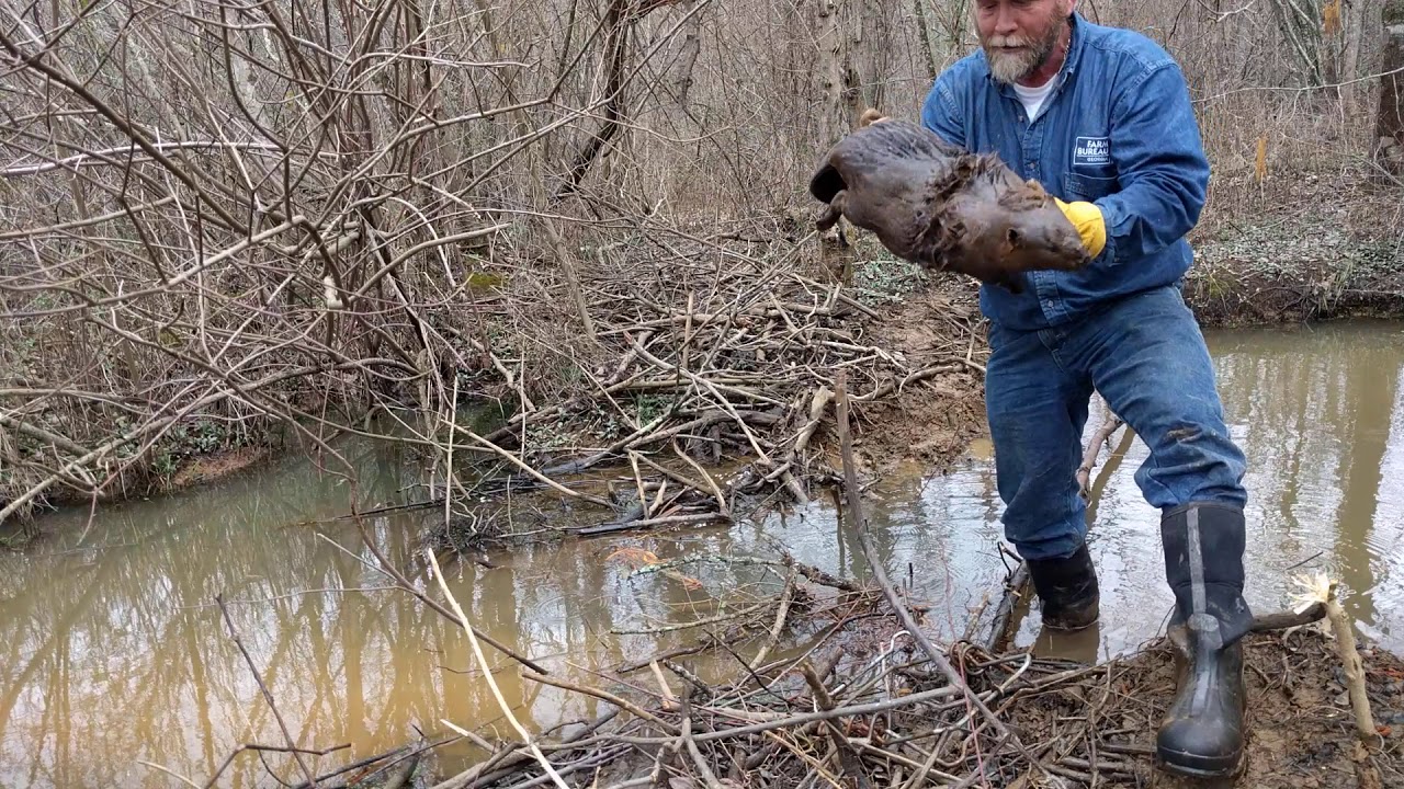 Trapping NW 2/5/20 YouTube