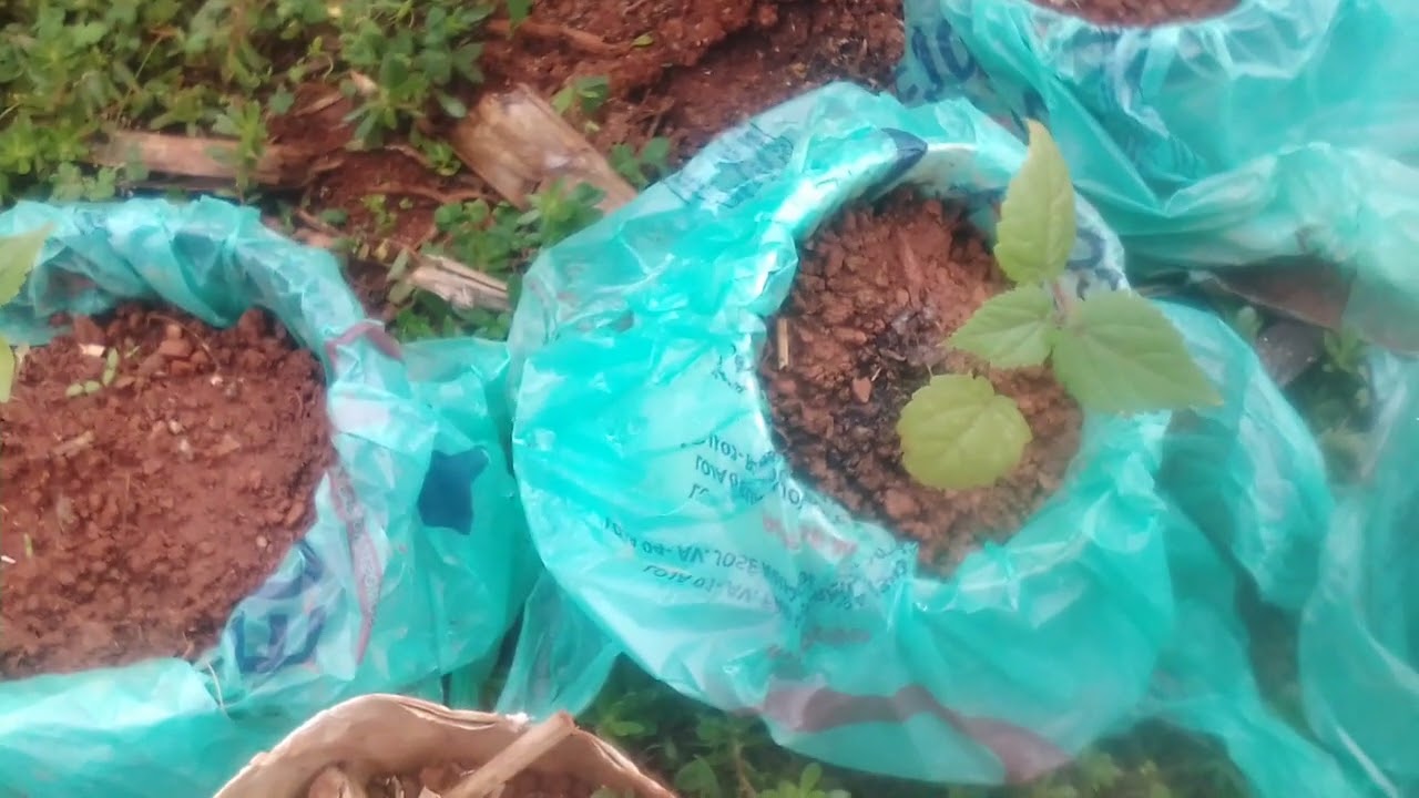 my venomous I'm a whit my hospital will be a grape snake