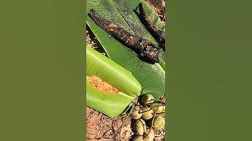 Cá nướng Miền Tây tuyệt ngon #monngon #mientay #shortvideo