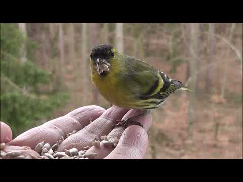 Watch Birds