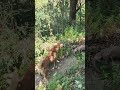 Who won? Dog vs. Monitor Lizard: A Dangerous Battle! 😱🦎🐾 #MonitorLizard #AnimalFight #ViralVideo
