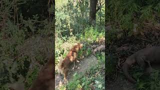 Who won? Dog vs. Monitor Lizard: A Dangerous Battle! 😱🦎🐾 #MonitorLizard #AnimalFight #ViralVideo