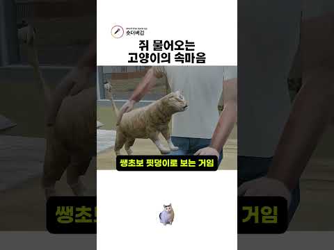 쥐 물어오는 고양이의 속마음 thumbnail