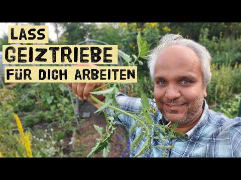 Want a bigger harvest through suckers? This trick will help you harvest more tomatoes and cucumbers!
