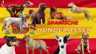 Spanische Hunderassen by Hunderassen aus aller Welt 342 views 1 year ago 1 minute, 37 seconds