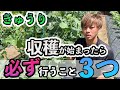 【きゅうり】収穫が始まったら、絶対にすべきこと3つ。全部説明していく！