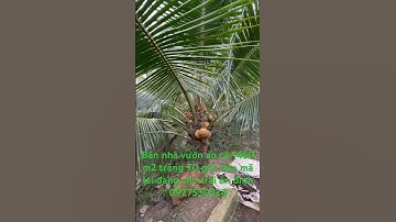 Cần bán gấp ngôi nhà vườn miền Tây có ao cá 1450 m2 trồng 70 góc dừa mã lai đang cho trái xum xuê