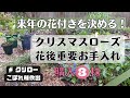 《クリスマスローズ花後お手入れ》今すぐやろう！来年の花付きを決める重要なお手入れ／購入株／こぼれ種の処理／地植え(半地植え)