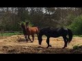 Pasture Breeding Morgan Horses - Educational - 4/01/18 Easter Sunday