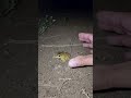 Catch big frogs funny | Try don't laugh | wepwep catching frogs make you laugh