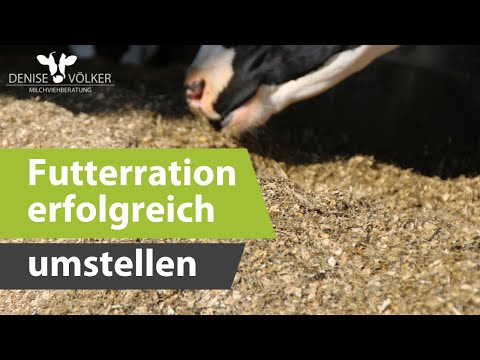 Futterration erfolgreich umstellen