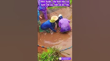 Đầu xuân lấy lưới vét cá, lưới vét cá, lưới quét cá bắt cá. Net fishing, cat fishing #shorts