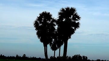 Bạn tìm đường đi đến chồm cây thốt nốt hình trái tim - An Tức, Tri Tôn, An Giang 24/11/2018