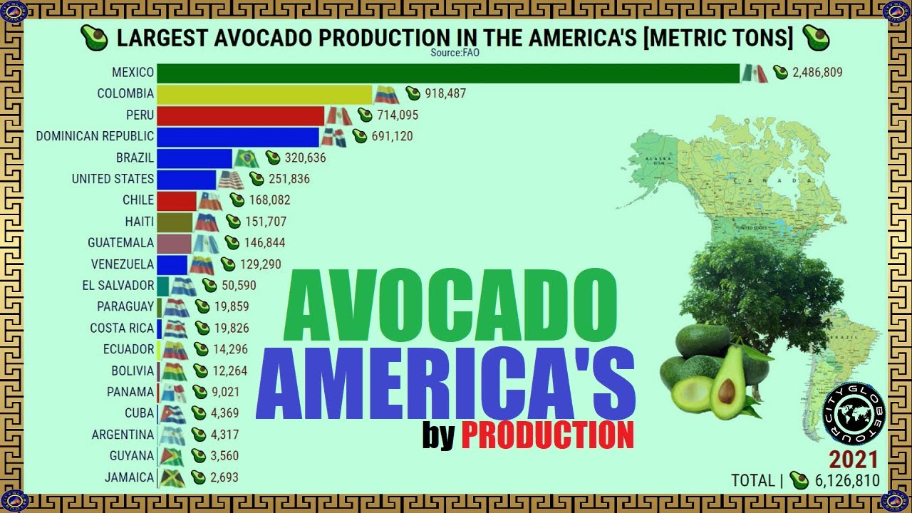 BIGGEST AVOCADO PRODUCERS IN THE AMERICA'S YouTube