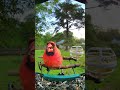 Northern Cardinal