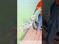 Hauling in the Catch: How a Fisherman Retrieves a Net Full of Fish From the Water
