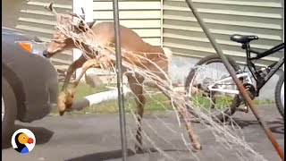 Deer Rescued from Soccer Net: INTENSE Animal Rescue | The Dodo