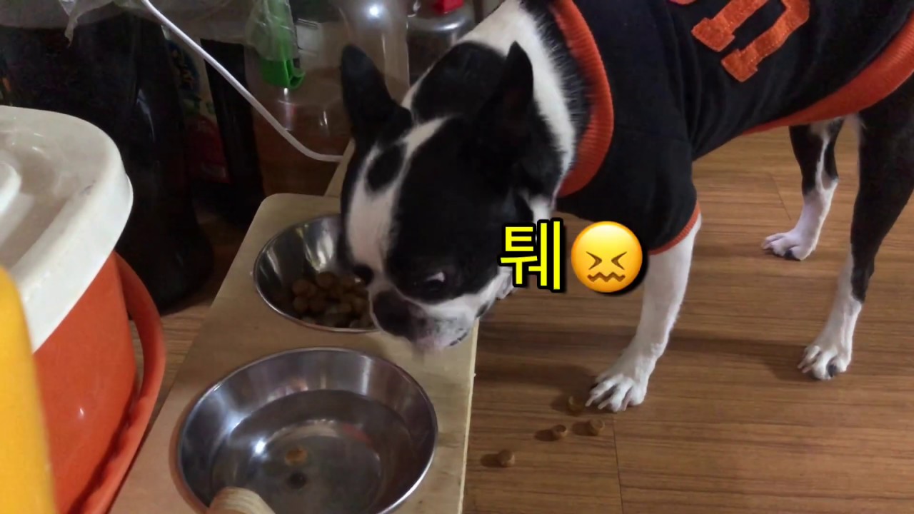 로얄캐닌 vs 힐스(i/d처방사료) 과연 꼬봉이의 선택은? Royal Canin vs Hill's(Digestive Care