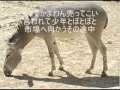 寺尾紗穂の老いぼれロバの歌をセリフにしてみた