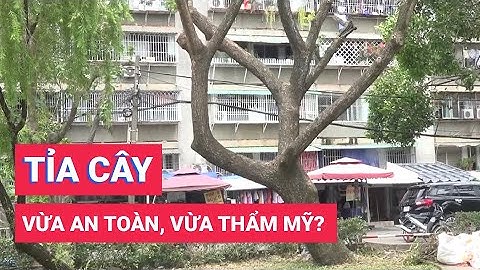 Cắt tỉa cây xanh đo thị: Sao cho vừa an toàn, vừa thẩm mỹ?