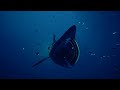 BASKING SHARK - ABZU