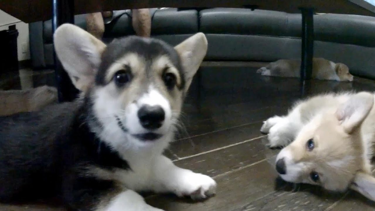 Cute 10 Puppies Chaos Part 19 Bark Play アレクサンドラちゃん コーギー Youtube