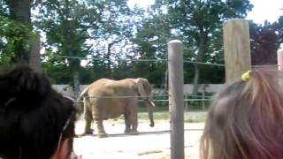 Elephant butt