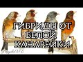 Гибриды щегла от белой канарейки