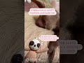 🦥Pumpkin &amp; Pie Sloth Adoption!